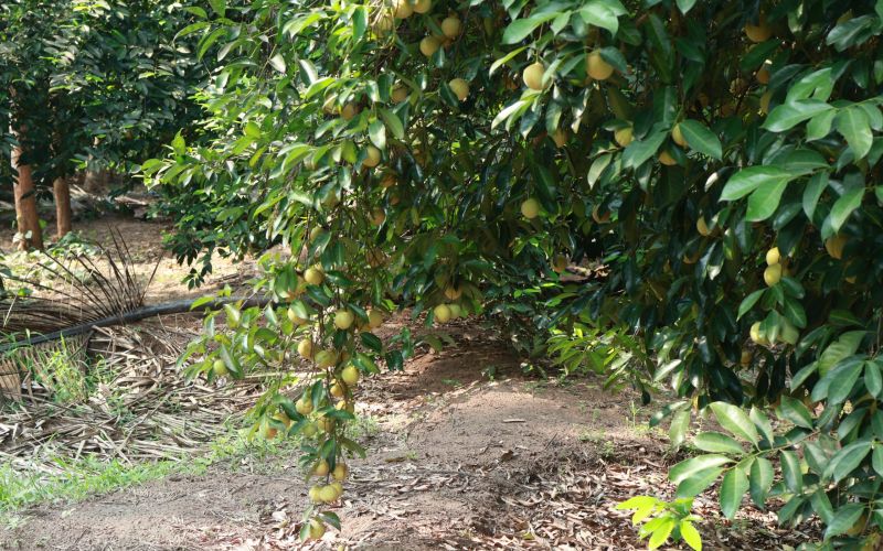 Nursery Grounds 4