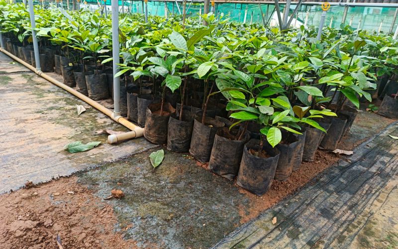 Nursery Grounds 5