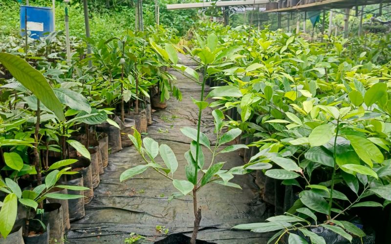 Nirappel Nursery Photo 4