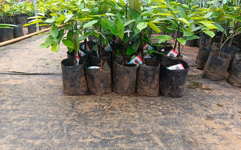 Nirappel Nursery Photo 10