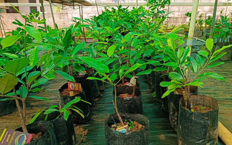 Nirappel Nursery Photo 12