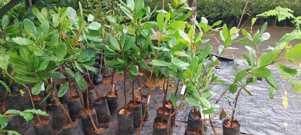 Cashew Sapling (കശുമാവ്)