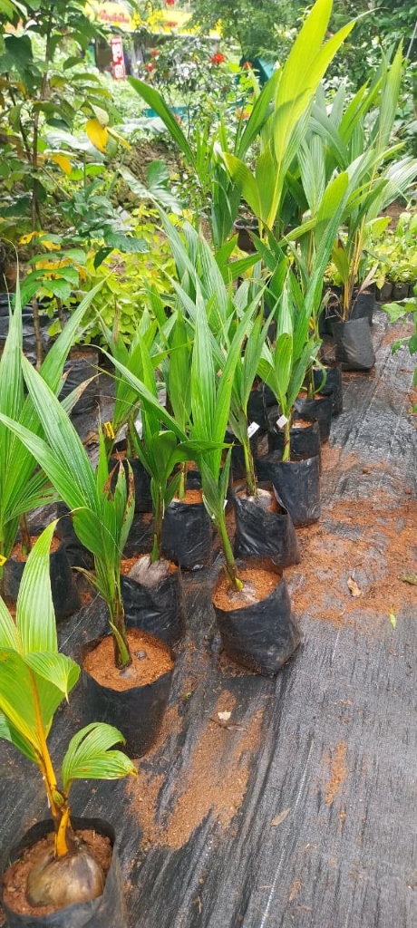Coconut Sapling (തെങ്ങ്)
