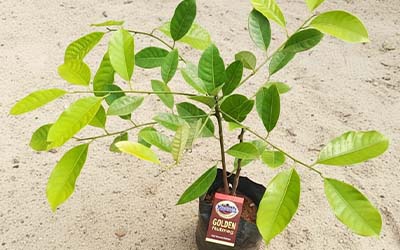 Kinattukara Bud