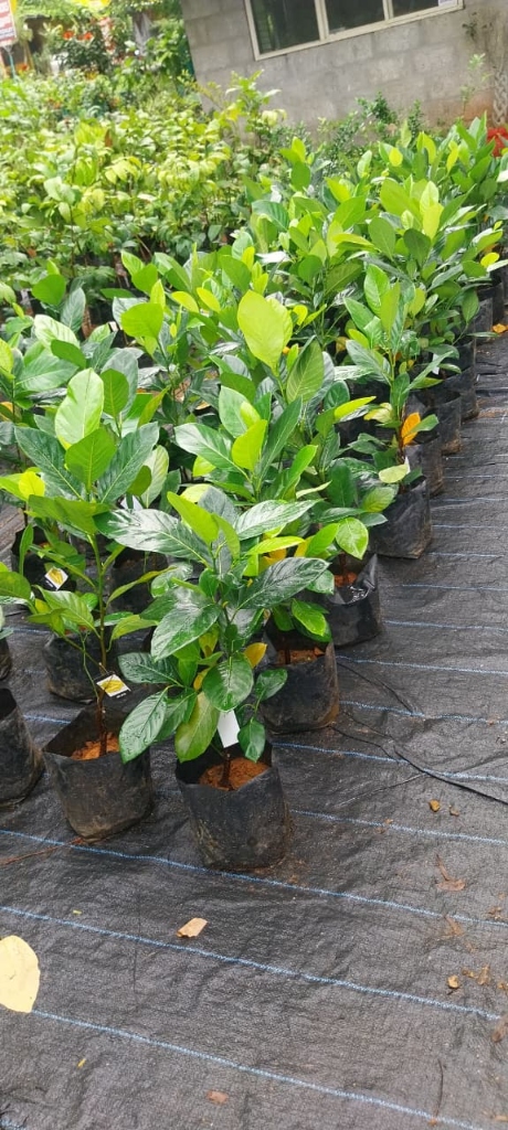 Jackfruit Sapling (പ്ലാവ്)