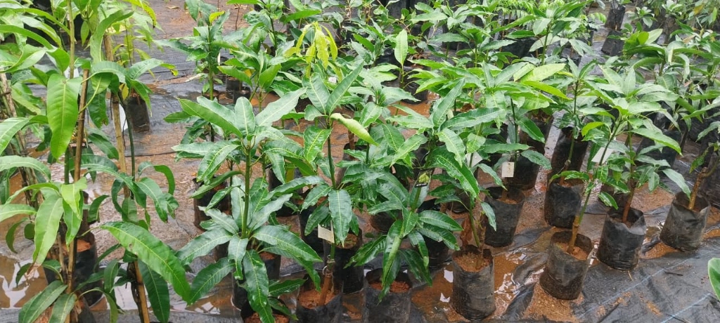 Mango Sapling (മാവ്)