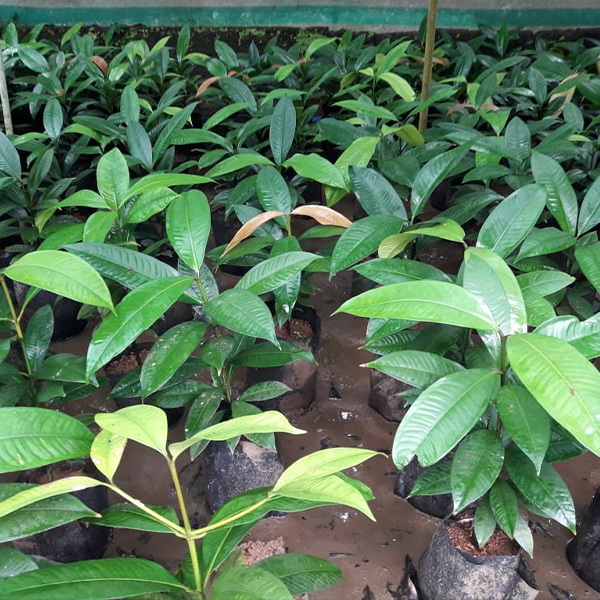 Mangosteen Sapling (മാംഗോസ്റ്റീൻ)