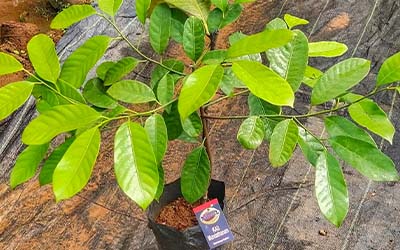 KAU Mundathanam Nutmeg Bud