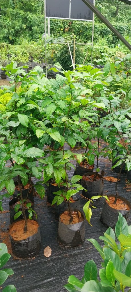 Rambutan Sapling (റംബൂട്ടാൻ)