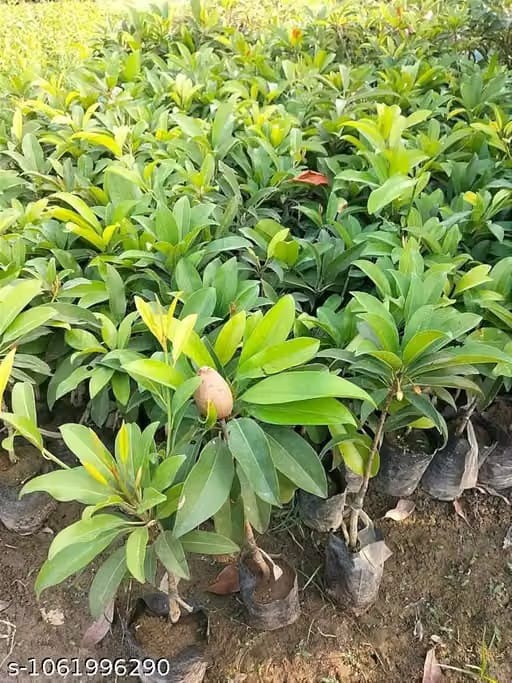 Sapota / Chikoo Sapling (സപ്പോട്ട)