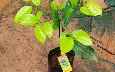 Srilankan & Srilankan-II Nutmeg Bud 1 Step