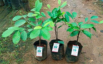 IISR Viswasree Nutmeg Bud 1 Step